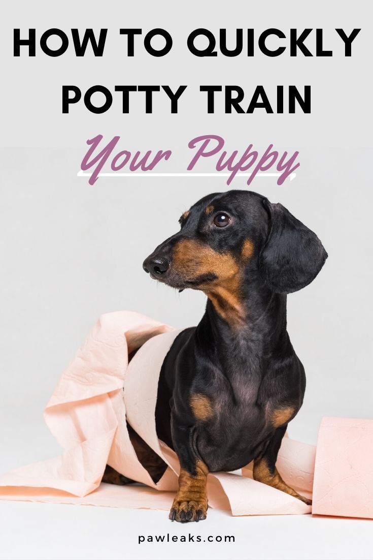 a black and brown dachshund sitting next to a roll of toilet paper with the words how to quickly potty train your puppy