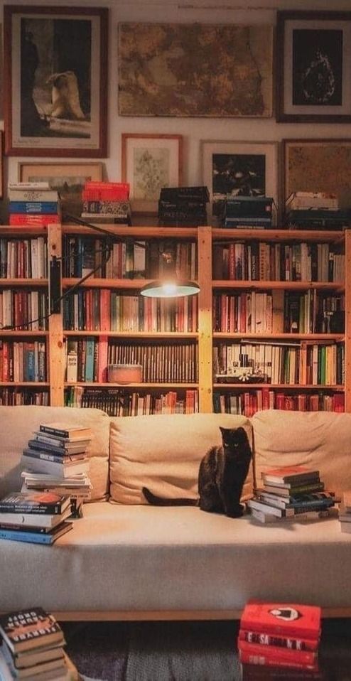 a cat sitting on top of a couch in front of a book shelf filled with books