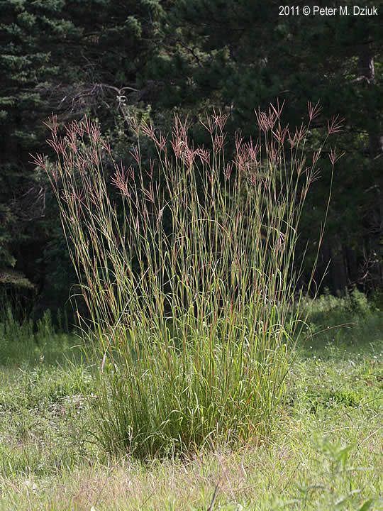 the tall grass is growing out of the ground