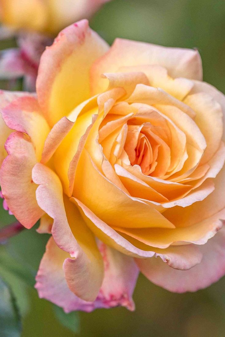 a yellow and pink rose with green leaves