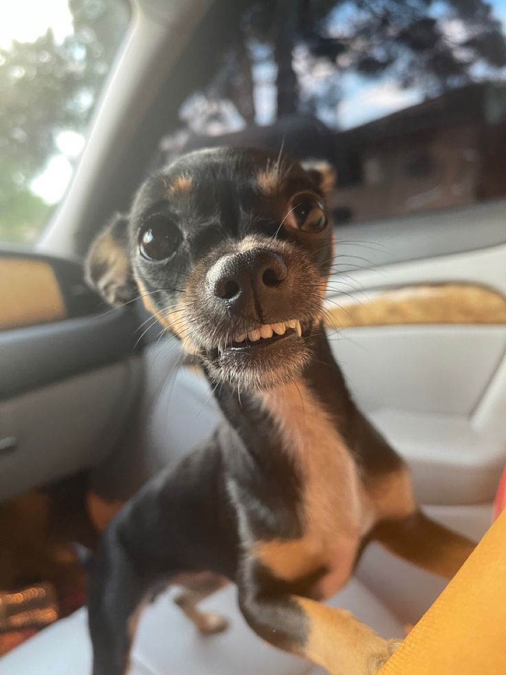 a small black and brown dog sitting in the back seat of a car with its mouth open