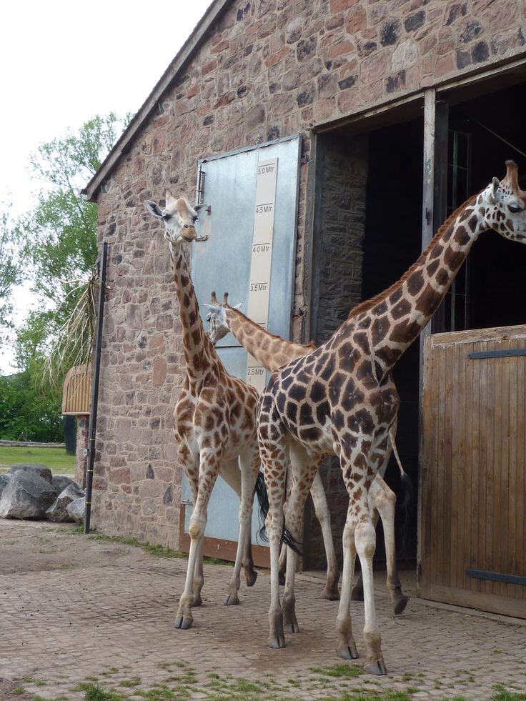 two giraffes standing in front of an open door at a zoo enclosure