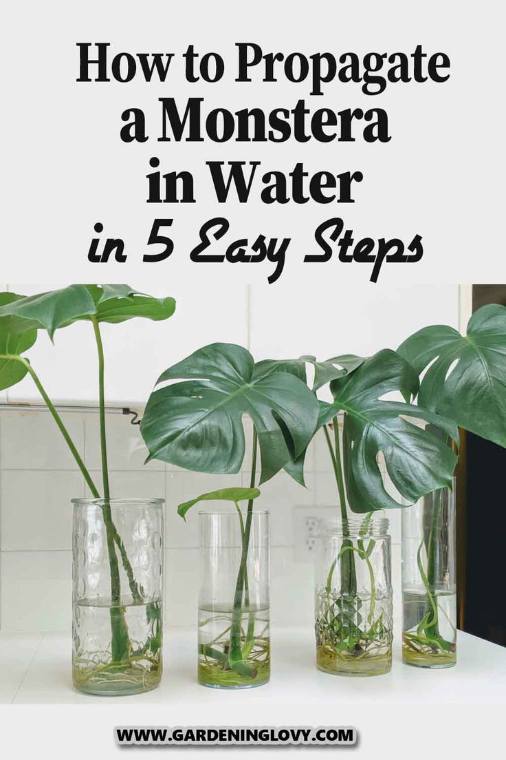 three glass vases with plants in them and the words how to propagate a monstera in water in 5 easy steps