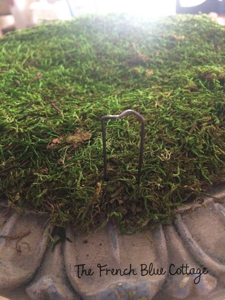 a close up of a potted plant with grass growing on it