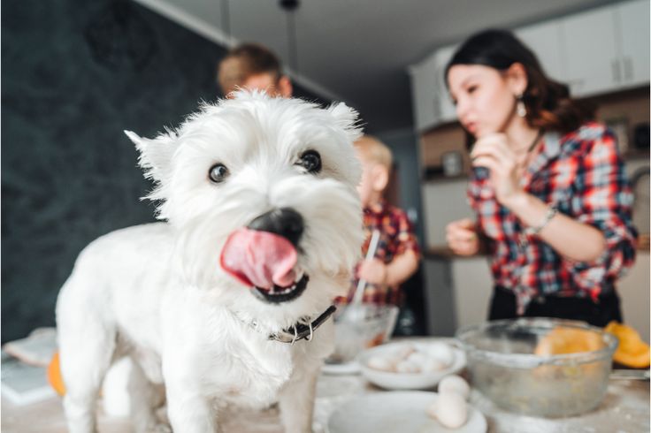 a white dog standing on top of a kitchen counter