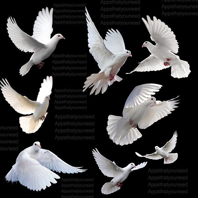 six white doves in flight against a black background