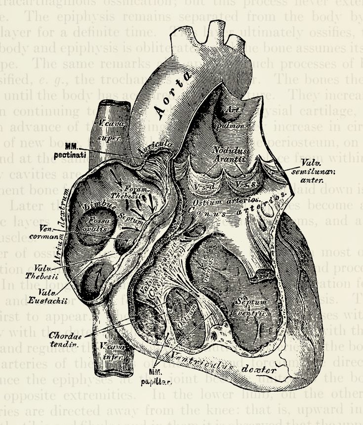 an old diagram of the human heart