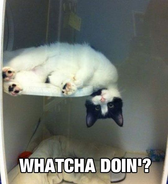 a white cat laying on top of a shelf in a room with blue carpeted walls