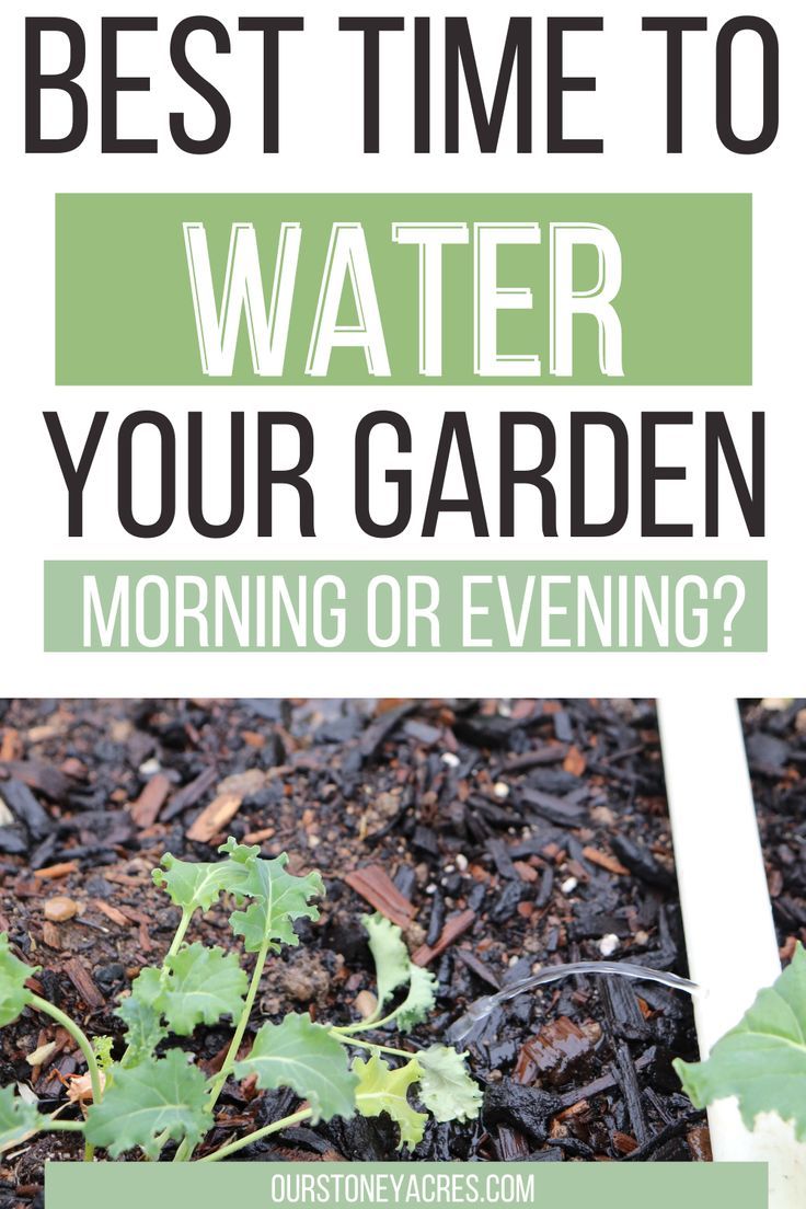 the words best time to water your garden morning or evening? with green plants growing in soil