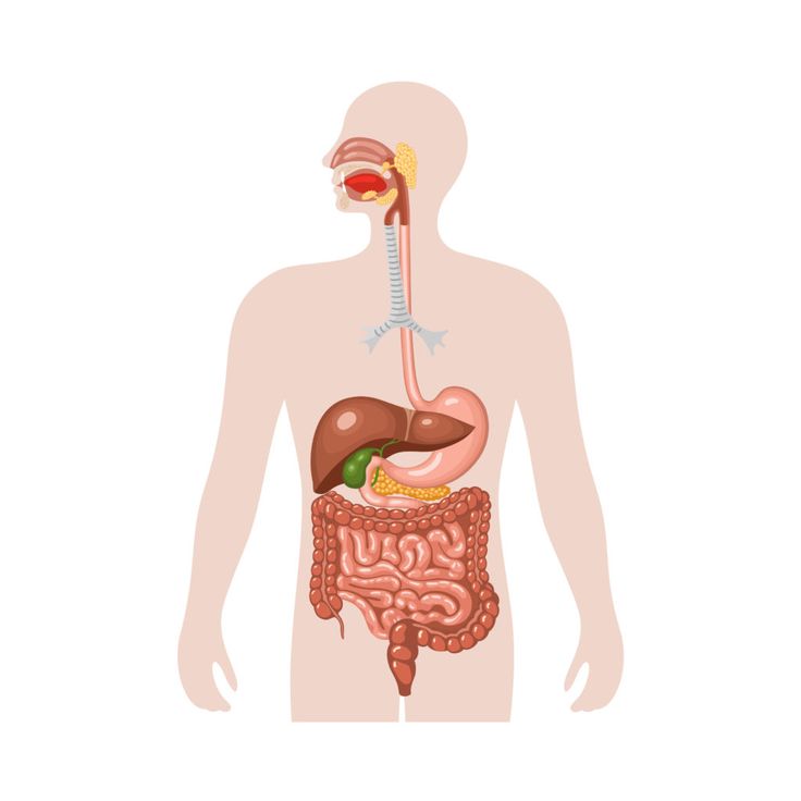 the human body is shown with an organ in it's stomach, and there are organs