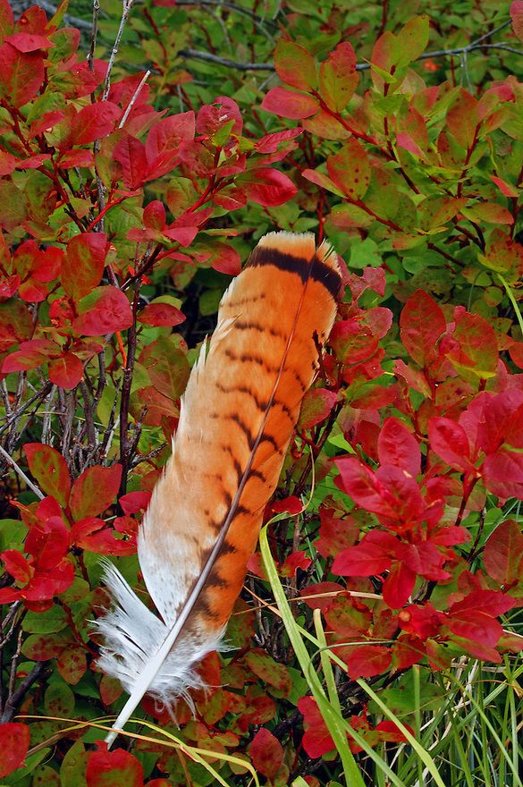 a feather is sitting in the middle of some red flowers and grass with leaves around it