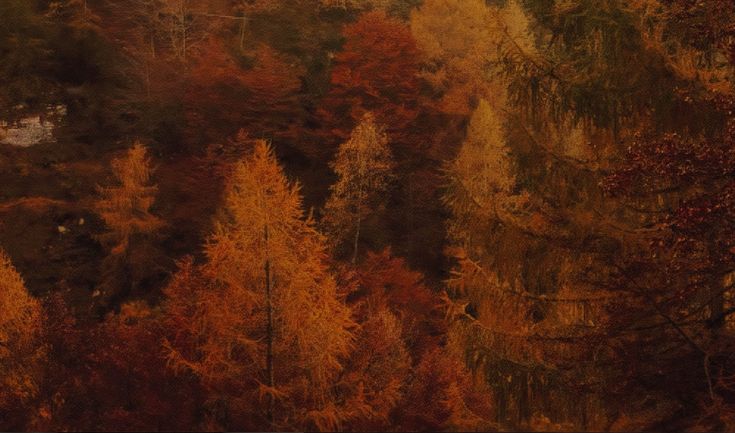 trees with yellow and red leaves in the fall, seen from high up on a hill