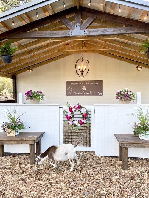 a goat is walking in front of a building with flowers on the wall and benches