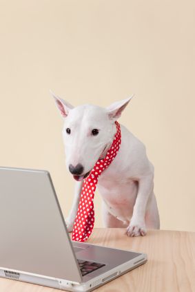 a white dog wearing a red polka dot tie looking at a laptop