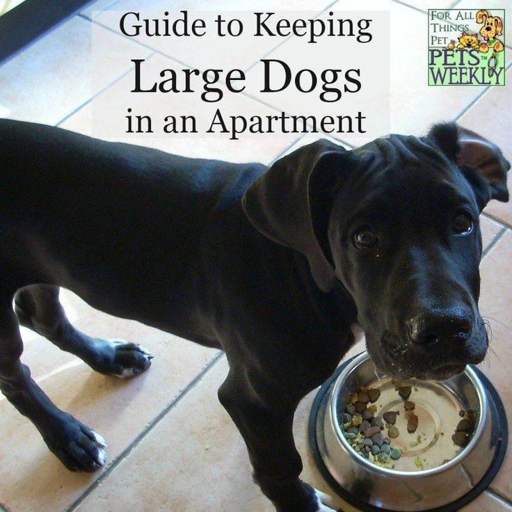 a black dog eating food out of a bowl on the floor with words overlay that reads guide to keeping large dogs in an apartment