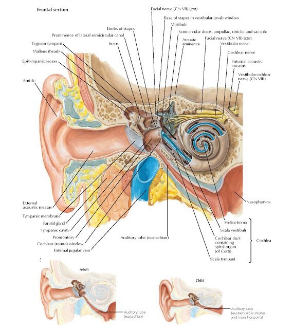 an image of the anatomy of the ear and its parts in russian language, with labels on