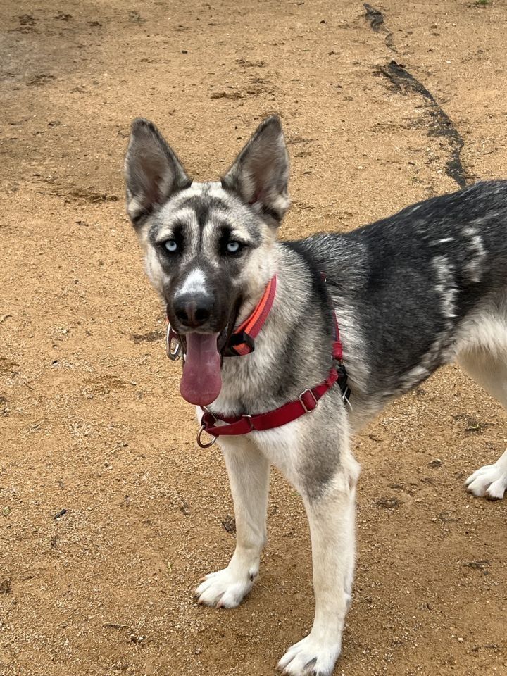 a dog standing in the dirt with its tongue out