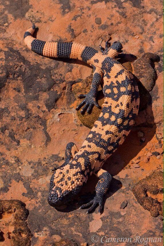 a lizard sitting on top of a red rock