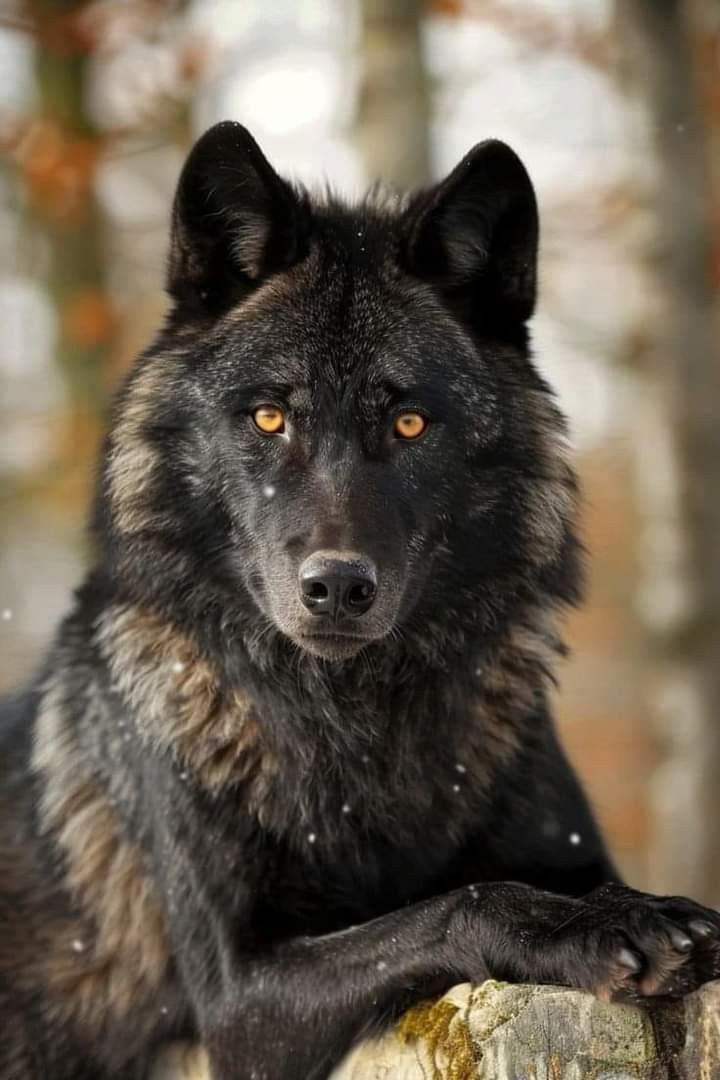 a black and brown wolf laying on top of a rock