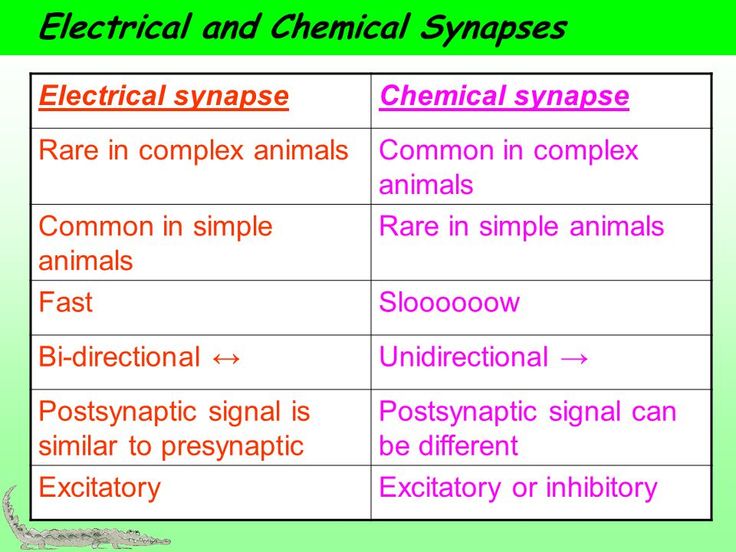 two different types of electrical and chemical synposes are shown in the table below