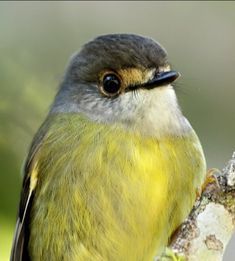 a small bird perched on top of a tree branch