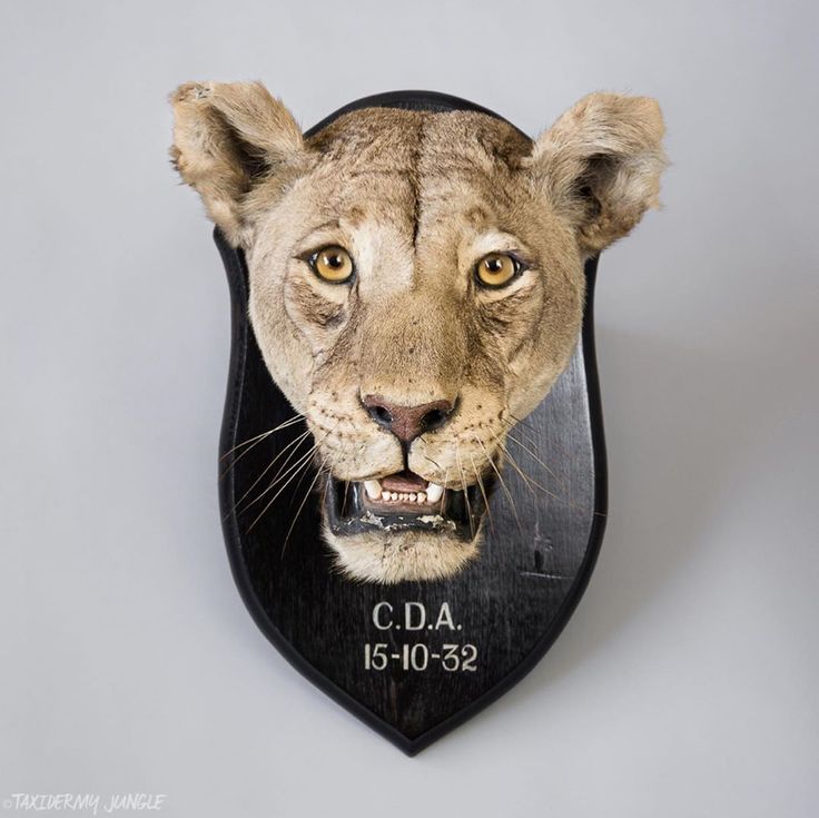 a lion head mounted to the side of a shield with name and date on it