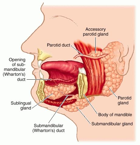 Saliva- The google definition is "watery liquid secreted into the mouth by glands, providing lubrication for chewing and swallowing, and aiding digestion." Text Example- "There were drops of saliva on it, it had been chewed, and there were blood smears on both sides." (paragraph 121) My Sentence- The dog's saliva was hanging out of his mouth. Human Body Vocabulary, Anatomy Head, Salivary Glands, Parotid Gland, Remedies For Tooth Ache, Head Anatomy, Dental Hygiene School, Dental Anatomy, Salivary Gland