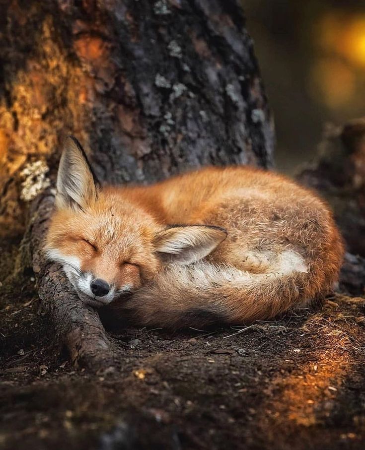 a red fox sleeping on the ground in front of a tree with its eyes closed