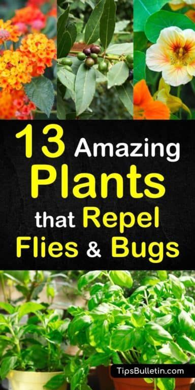 plants that repel flies and bugs with the title, 13 amazing plants that repel flies