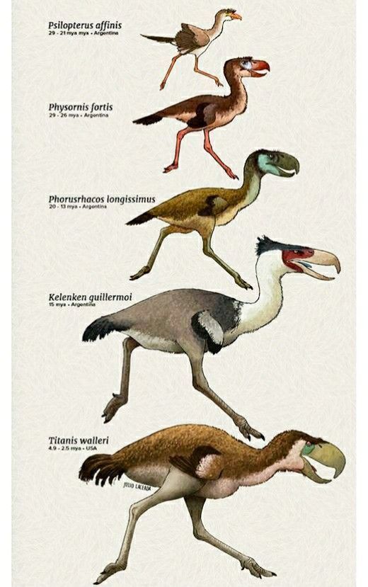 the different types of birds are depicted in this illustration, including an ostrich