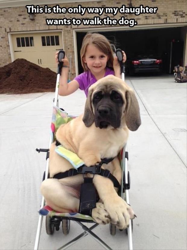 Funny Photos Funny, English Mastiff, Big Dog, Memes Humor, Funny Animal Pictures, Baby Dogs, Big Dogs, Mans Best Friend, My Dog