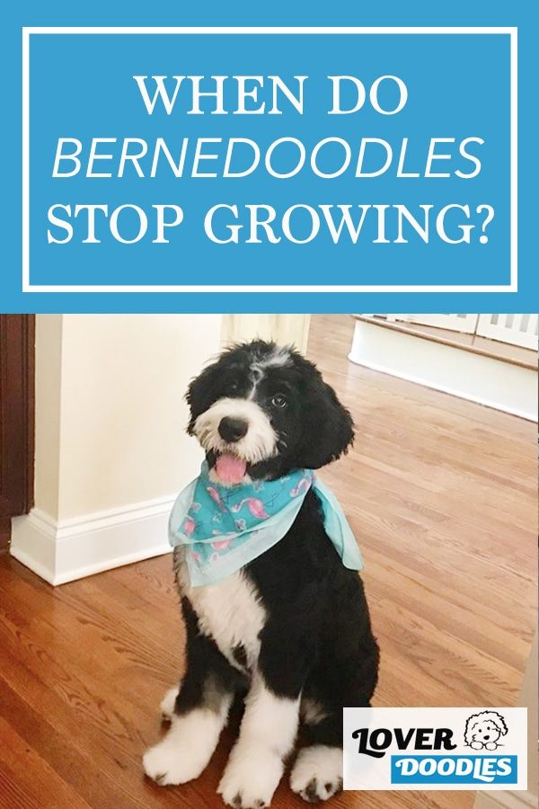 a black and white dog wearing a blue bandana with the words, when do bernedoodles stop growing?