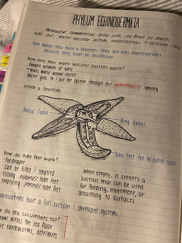 an open book with writing on it and a drawing of a flying insect in the middle