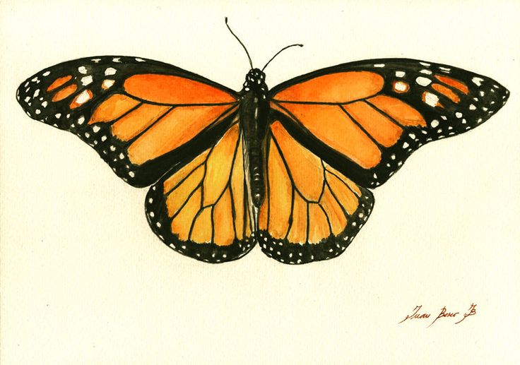 an orange and black butterfly with white dots on it's wings