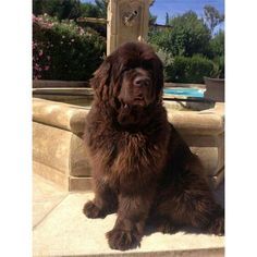 a large brown dog sitting next to a fountain