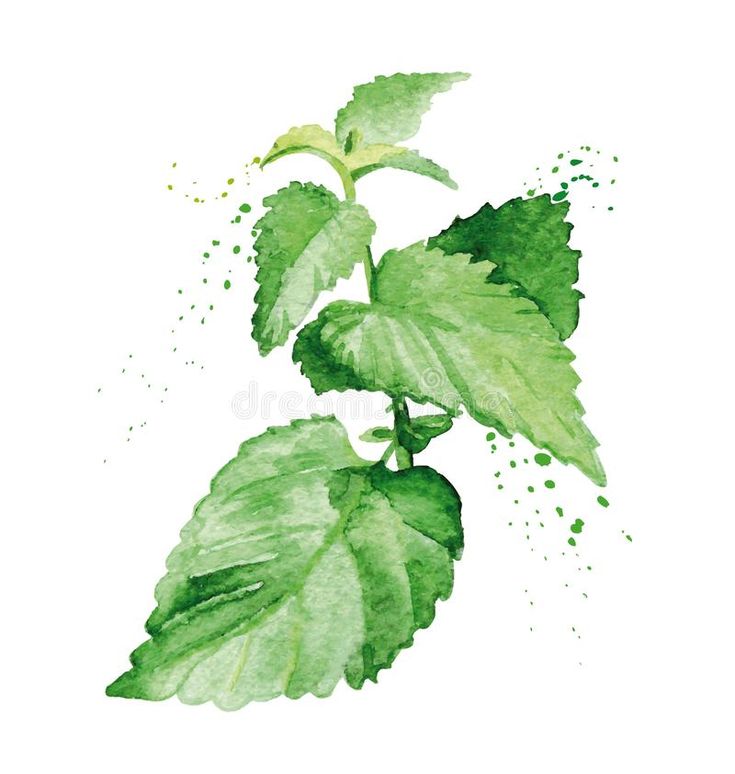 watercolor painting of green leaves on white background stock photo - image 349782