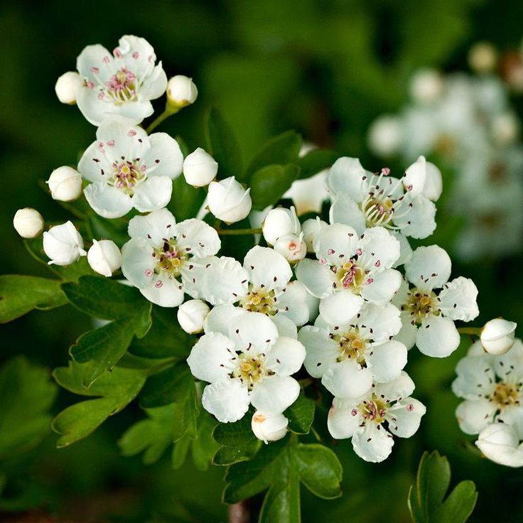 white flowers with green leaves in the background