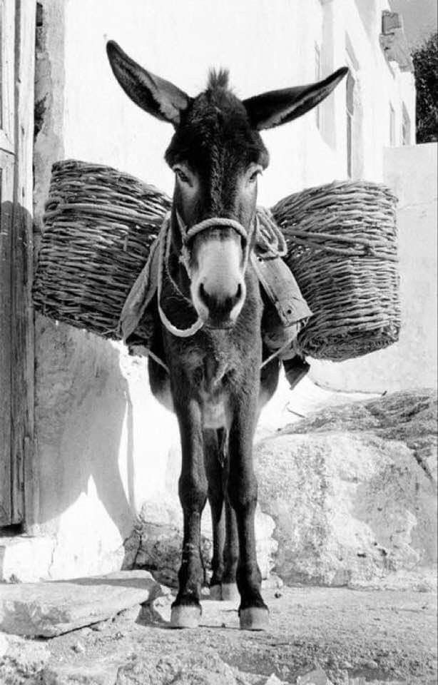 a donkey standing next to a building with baskets on it's back and head