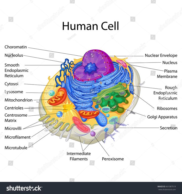 the structure of a human cell with all its major parts labeled in this diagram illustration