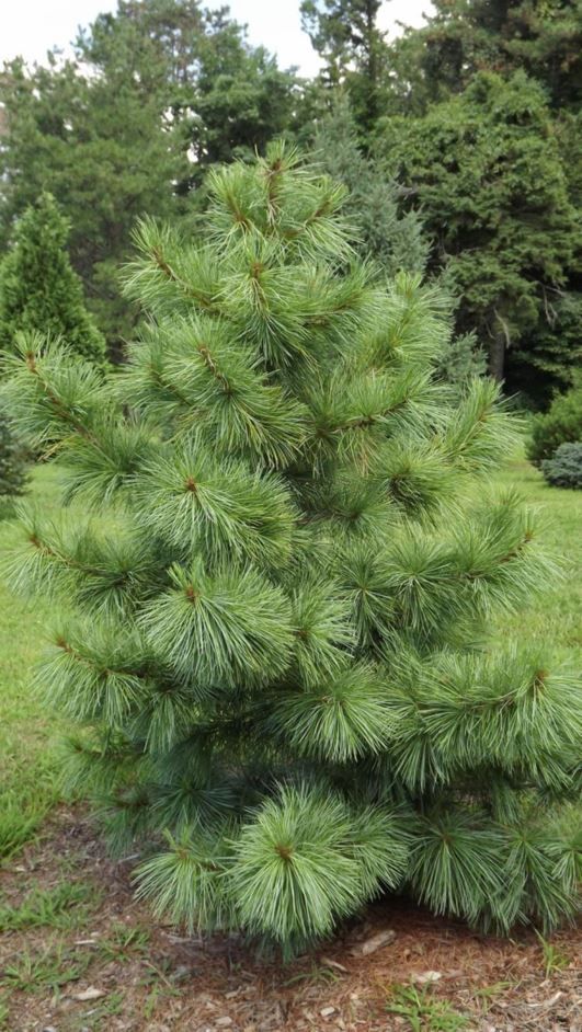 a small pine tree sitting in the middle of a field