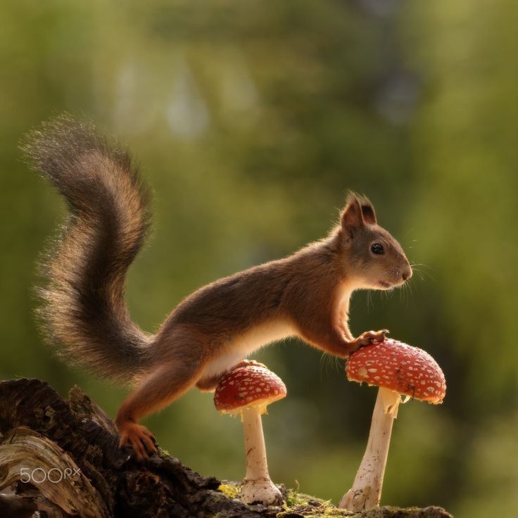 a small squirrel standing on top of a tree stump next to two red mushrooms in the forest