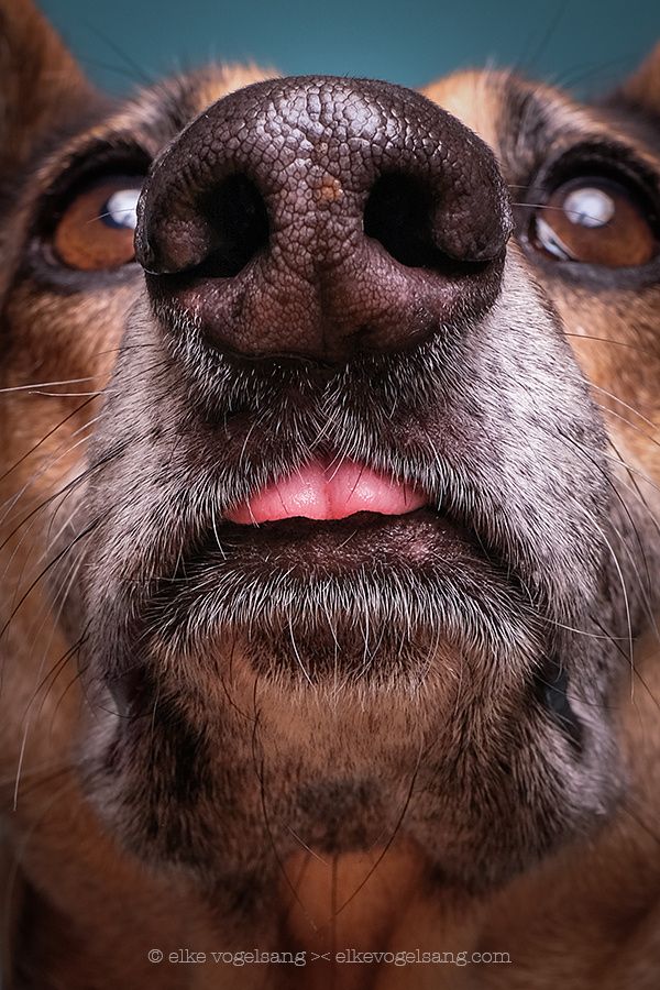 a close up of a dog's nose with it's tongue sticking out