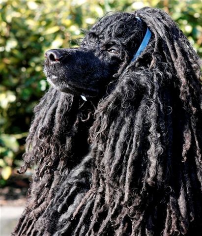 a close up of a dog with long hair and a blue collar sitting in front of some bushes