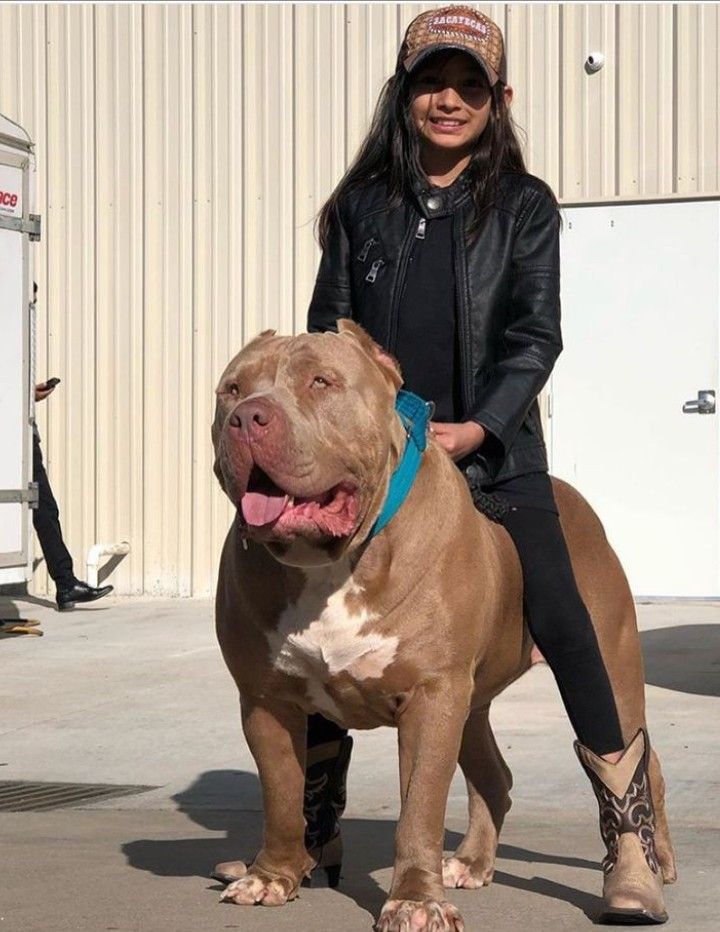 a woman sitting on top of a brown and white pitbull next to a building