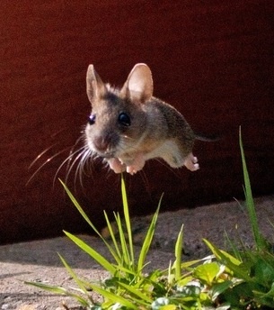 a small rodent standing on its hind legs in front of a wooden door and grass