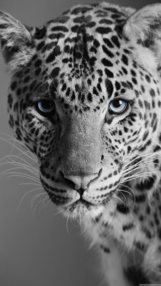 a black and white photo of a leopard with blue eyes