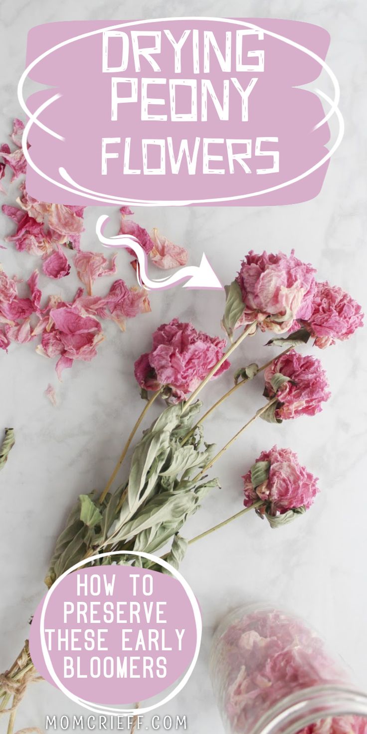 dried peonies and peony petals on a white counter. Text overlays state Drying Peony Flowers and How to Preserve These Early Bloomers Herbs To Grow At Home, Best Herbs To Grow, Loose Bouquet, Peony Petals, Herbs To Grow, Spring Decorations, Spring Decor Diy, Flower Pot Garden, Garden Crafts Diy