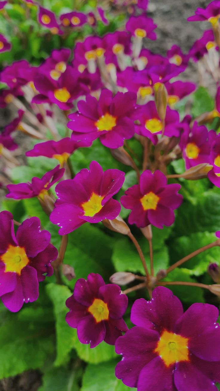 purple flowers with yellow centers are in the grass