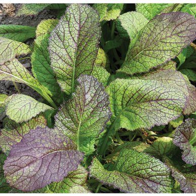 purple and green leafy plants growing in the ground with dirt on the ground behind them