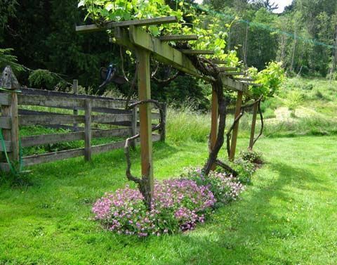 a wooden pergoline in the middle of a green yard with purple flowers around it